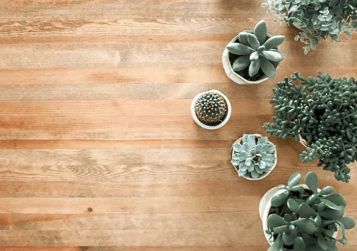 Small potted succulents on a wooden desk