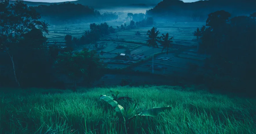 Shallow depth of field photograph showing sharp grass blades in the foreground against soft blurred trees in the background, illustrating focal depth